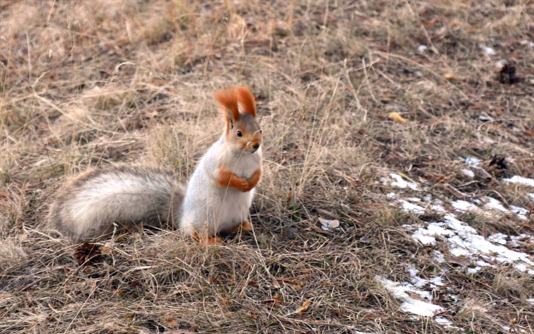 Doğanın renkli misafirleri! Kars'ta kızıl sincaplar yaşam alanlarında görüntülendi 15